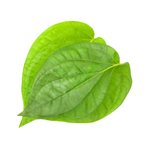 Paan Leaves 1Pc